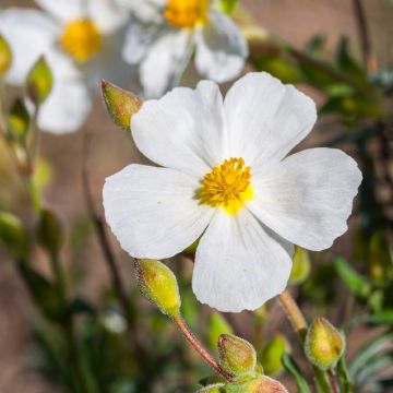 Halimium April Snow - Hélianthème à bouquets