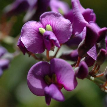 Hardenbergia violacea