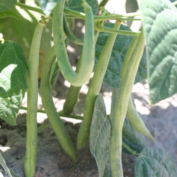 Zwergbohne Flageolet nain de Touraine Bio