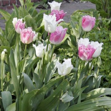 Harmonie Bruges"

"Harmonie Bruges" ist eine wunderschöne, mehrjährige Staude mit großen, duftenden Blüten. Sie gehört zur Familie der Rosengewächse und trägt den botanischen Namen "Rosa 'Harmonie Bruges'". Diese Sorte zeichnet sich durch ihre auffälligen