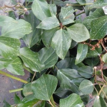 Hedera colchica Arborescens - Kaukasus Efeu