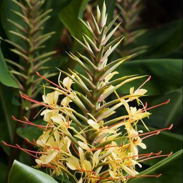 Hedychium gardnerianum - Schmetterlingsingwer