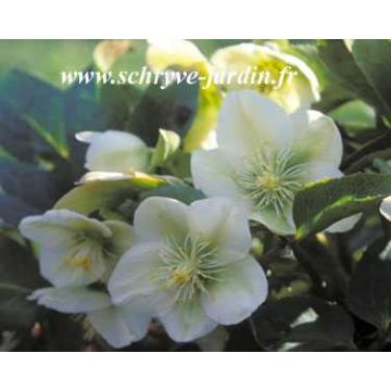 Helleborus nigercors White Beauty