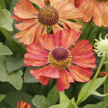 Sonnenbraut Fiesta - Helenium