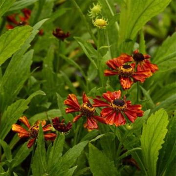 Sonnenbraut Flammendes Katchen - Helenium