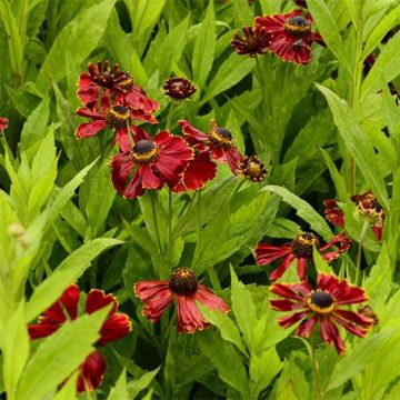 Sonnenbraut Potter's Wheel - Helenium