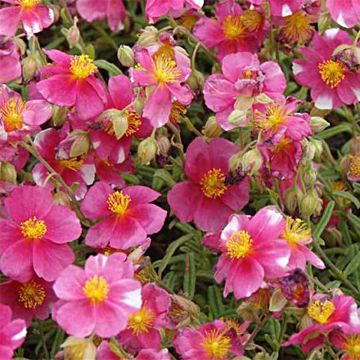 Sonnenröschen Raspberry Ripple - Helianthemum