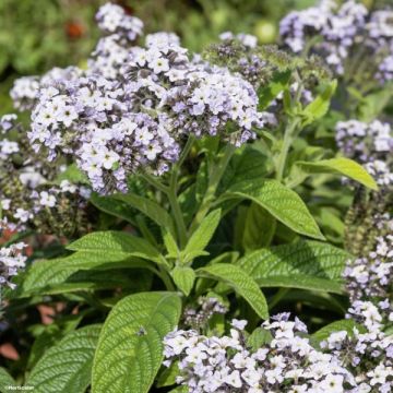 Heliotropium arborescens Marine - Vanilleblume