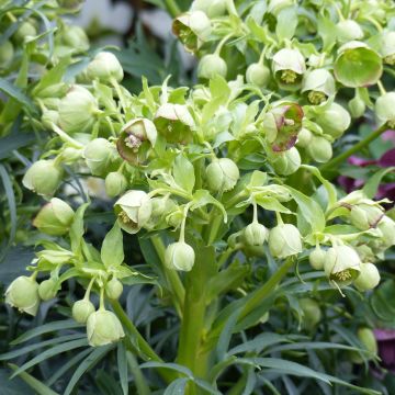 Helleborus foetidus Sopron