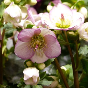 Helleborus orientalis HGC Ice N' Roses Picotee