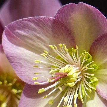 Helleborus orientalis HGC Ice N' Roses Pink