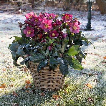 Helleborus orientalis HGC Ice N' Roses Red