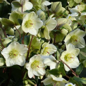 Helleborus orientalis HGC Ice N' Roses White