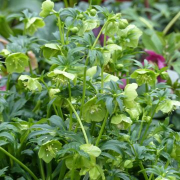 Helleborus multifidus ssp. bocconei