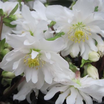 Helleborus niger Double Fashion - Schwarze Nieswurz