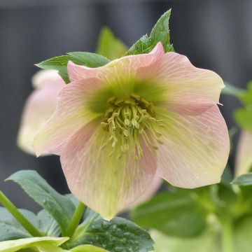 Helleborus orientalis Apricot