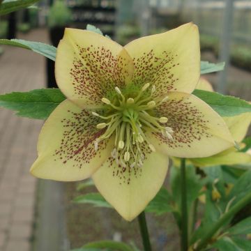 Helleborus orientalis Apricot guttatus