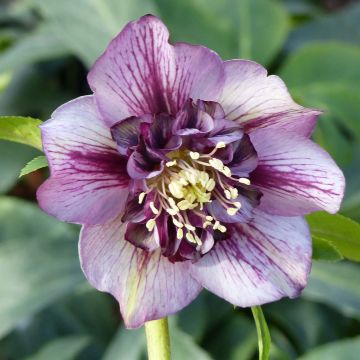 Helleborus orientalis Anemone Picotee