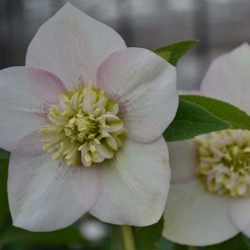 Helleborus orientalis Anemone Pink