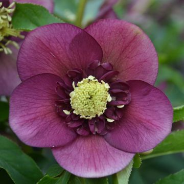 Helleborus orientalis Anemone Red