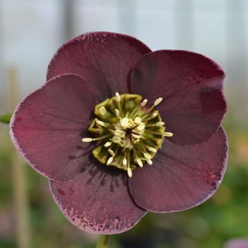 Helleborus orientalis Aubergine W/E