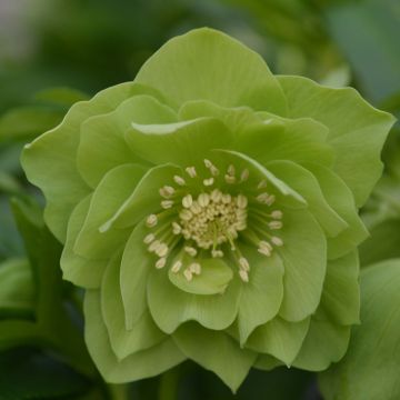 Helleborus orientalis Double Green