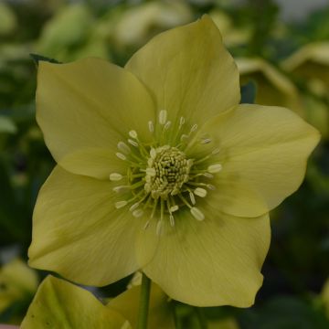 Helleborus orientalis Yellow