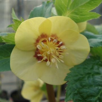 Helleborus orientalis Super Yellow Red Center