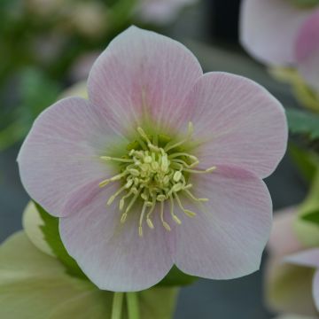 Helleborus orientalis Pink