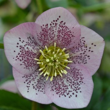 Helleborus orientalis Pink Spotted