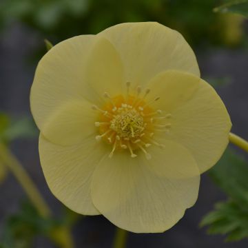 Helleborus orientalis Super Yellow