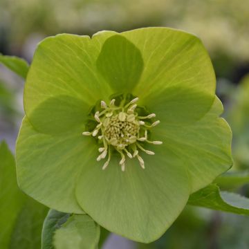 Helleborus orientalis Green-flowered