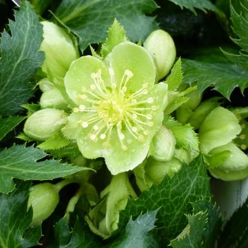 Helleborus sternii Boughton Beauty - Nieswurz-Hybride