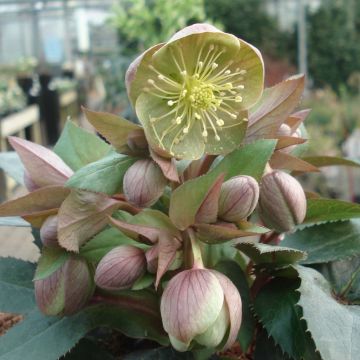 Helleborus sternii Grey Star - Nieswurz-Hybride