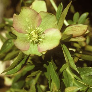 Helleborus torquatus