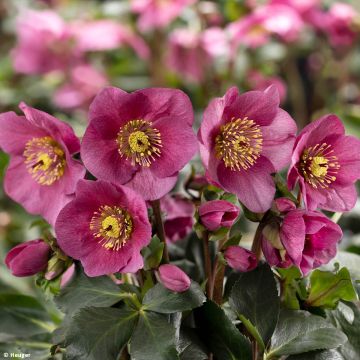 Helleborus lemperii HGC Lenia