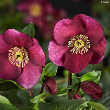 Helleborus lemperii HGC Leona