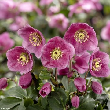 Helleborus lemperii HGC Liah