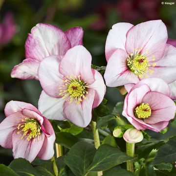 Helleborus lemperii HGC Liara