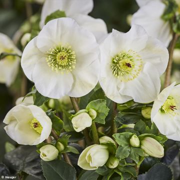 Helleborus lemperii HGC Linn