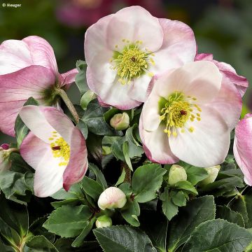 Helleborus lemperii HGC Lola