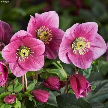 Helleborus lemperii HGC Lulu