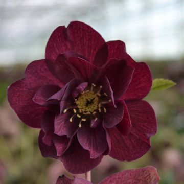 Helleborus orientalis ViV Isabella