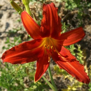 Hemerocallis Flambeau - Taglilie