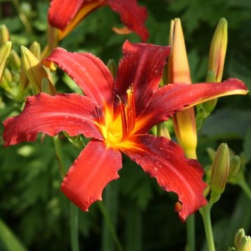 Hemerocallis Sammy Russel - Taglilie