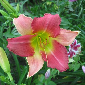 Hemerocallis Final Touch - Taglilie