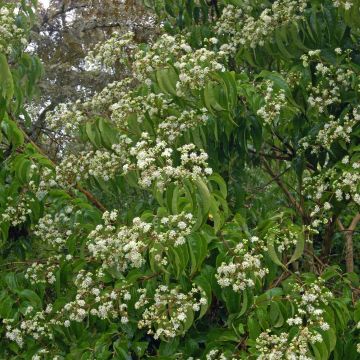 Sieben-Glocken - Heptacodium miconioides