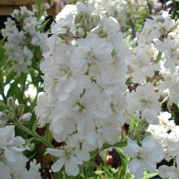 Gemeine Nachtviole Flore Pleno - Hesperis matronalis