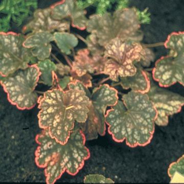 Heuchera Beauty Colour - Purpurglöckchen