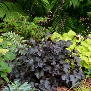 Heuchera Black Pearl - Purpurglöckchen